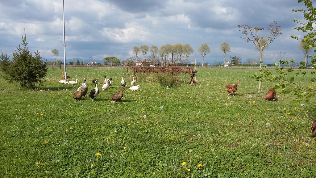 B&B Al Vecchio Confine Cervignano del Friuli Zewnętrze zdjęcie